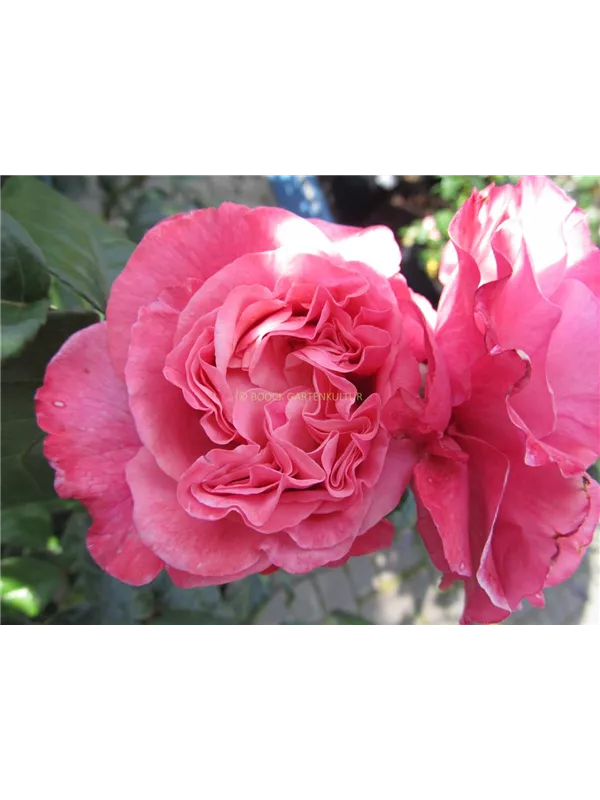 Edlerose 'Wildberry'®