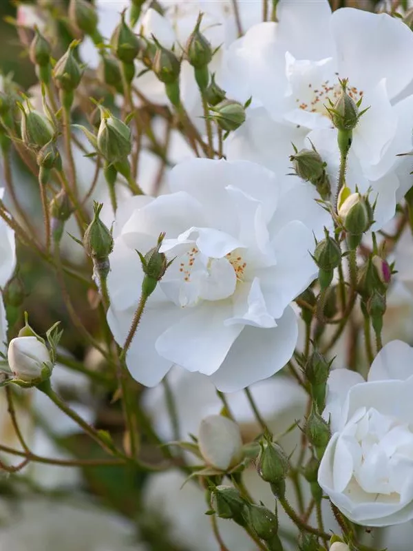 Ramblerrose 'Bobby James'