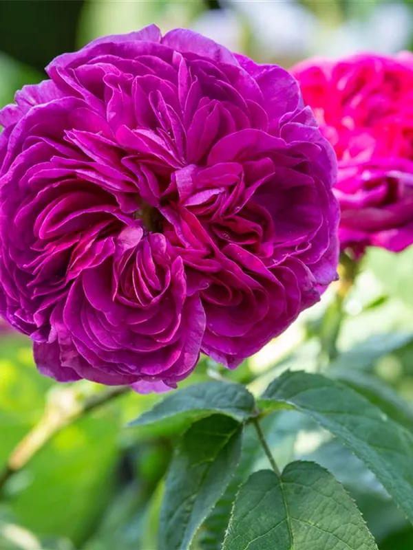 Essigrose 'Charles de Mills'