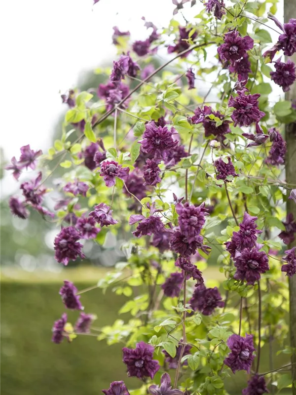 Italienische Waldrebe 'Purpurea Plena Elegans'