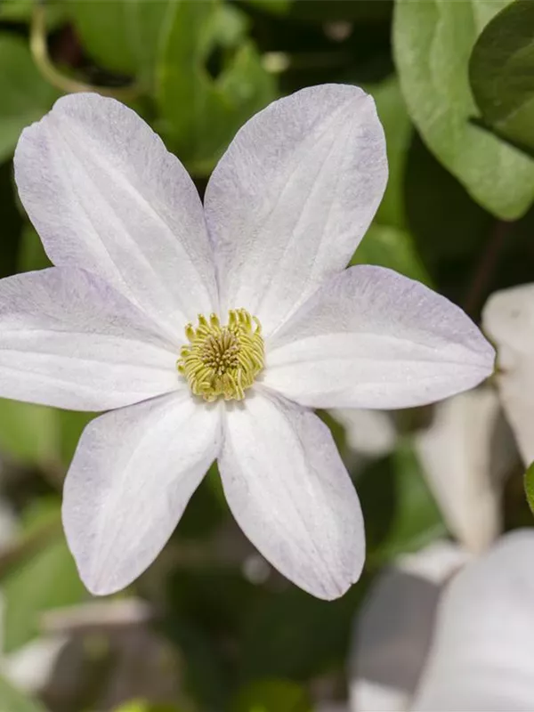 Italienische Waldrebe 'Huldine'