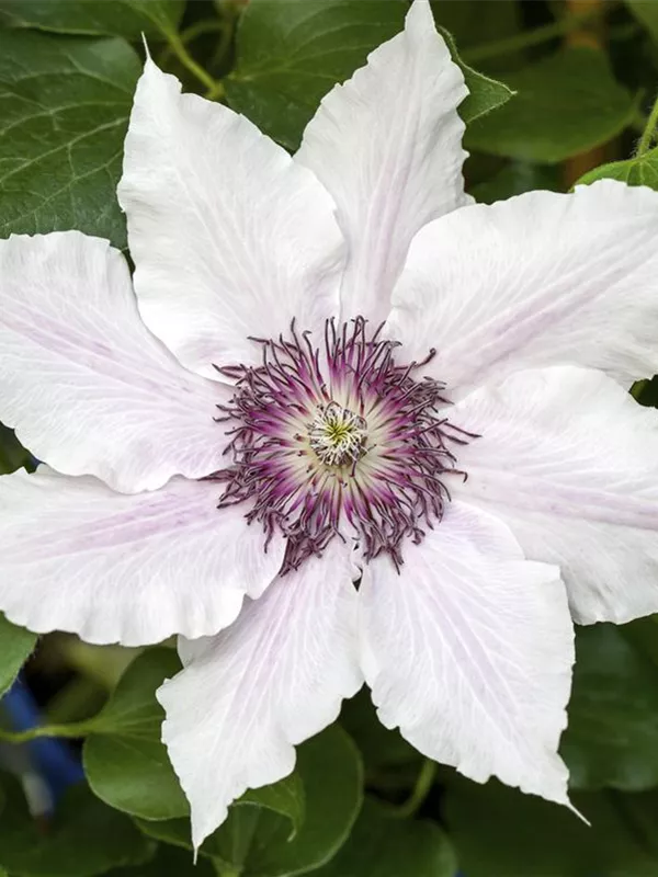 Waldrebe 'Snow Queen'