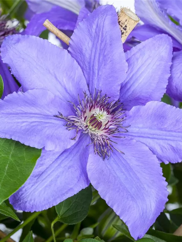 Waldrebe 'Fujimusume'