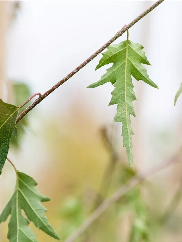 Schlitzblättrige Hängebirke 'Crispa'