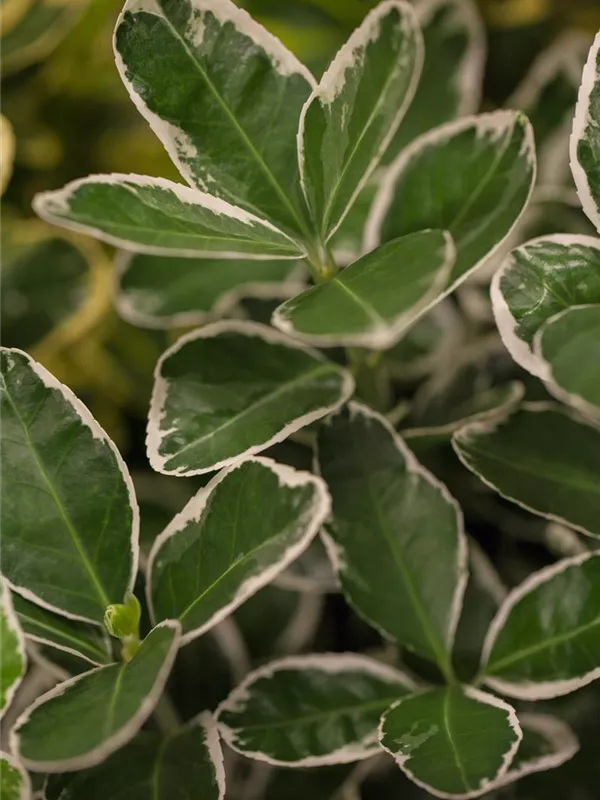 Japanspindel 'White Spire'