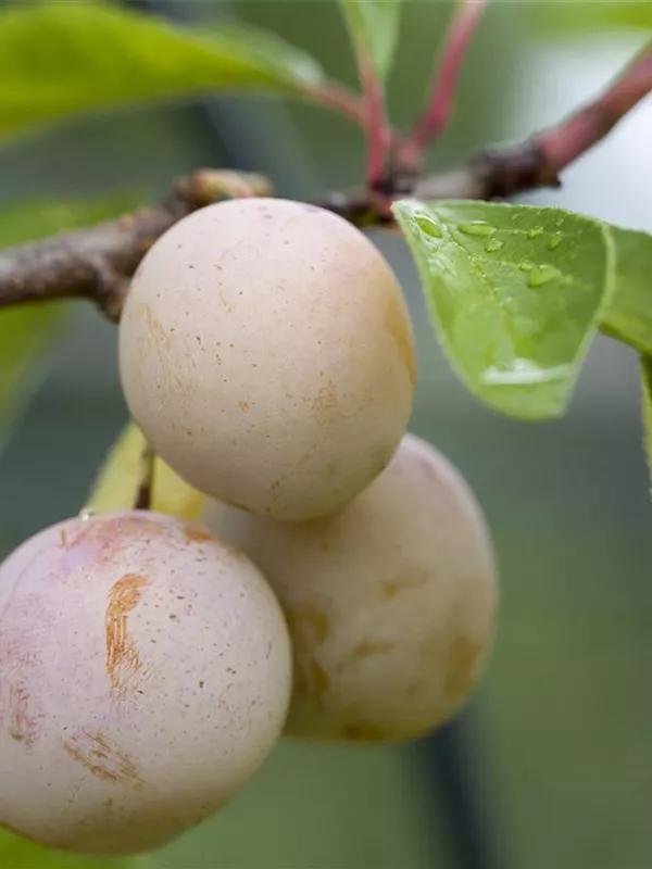 Mirabelle 'Von Nancy'