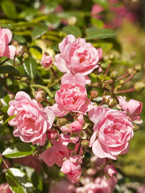 Bodendeckerrose 'The Fairy'