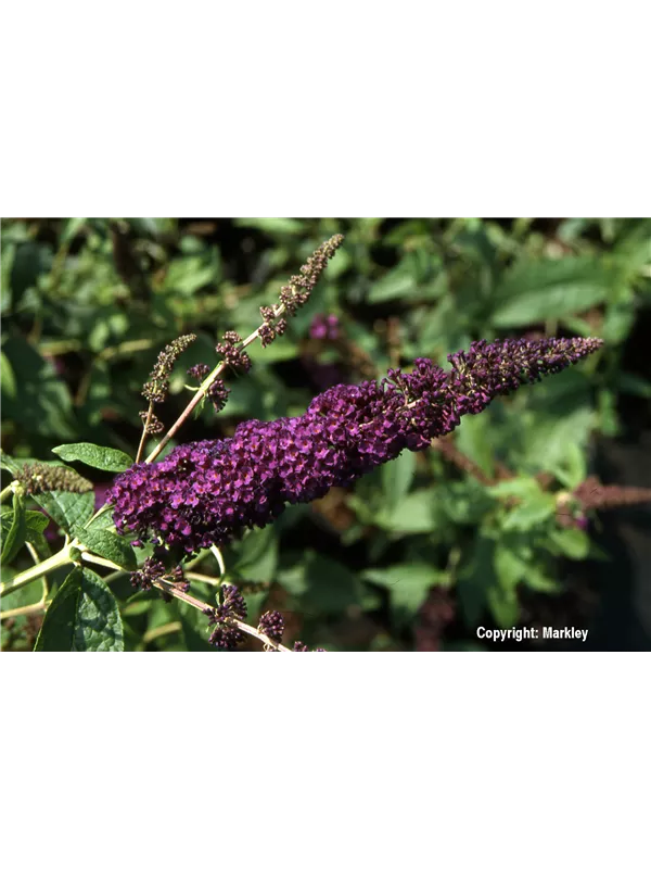 Sommerflieder 'African Queen'