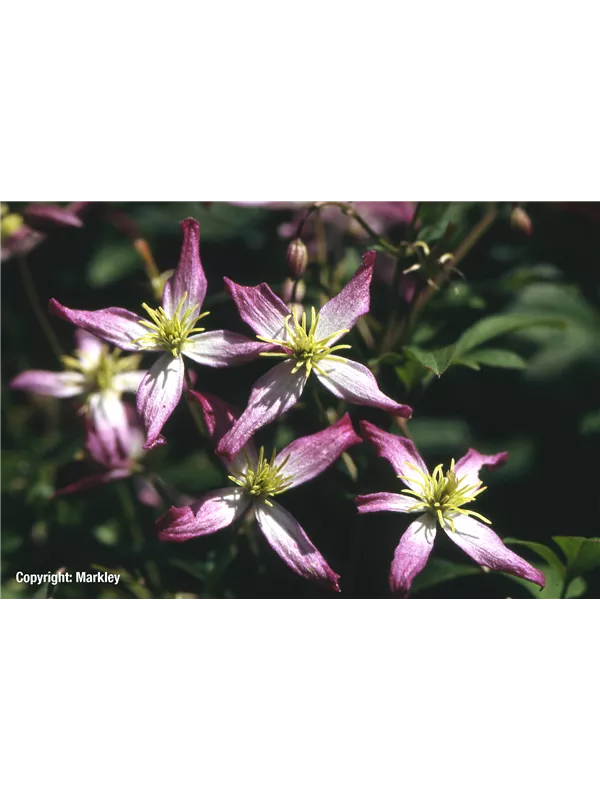 Waldrebe 'Rubromarginata'