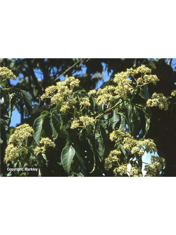 Samthaarige Stinkesche