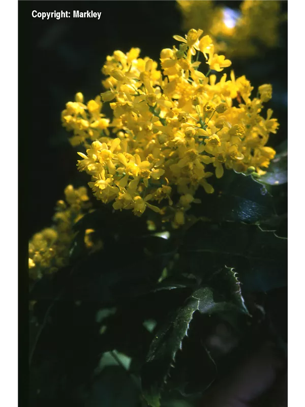 Zwerg-Mahonie 'Apollo'