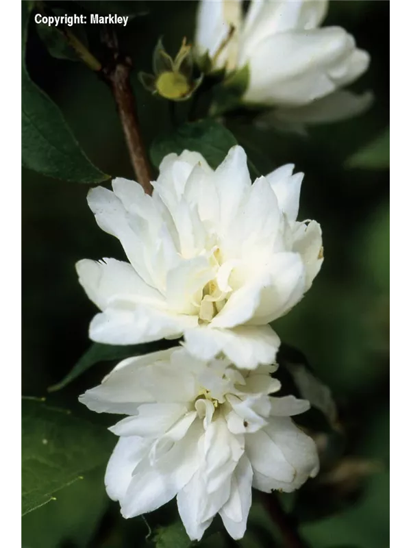 Gefüllter Gartenjasmin 'Schneesturm'