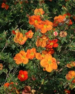 Fingerstrauch 'Red Ace'