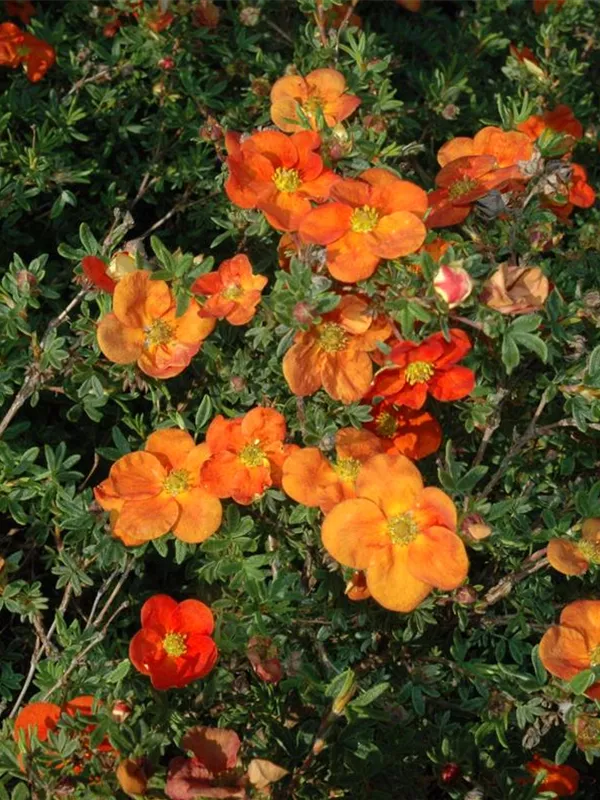 Fingerstrauch 'Red Ace'