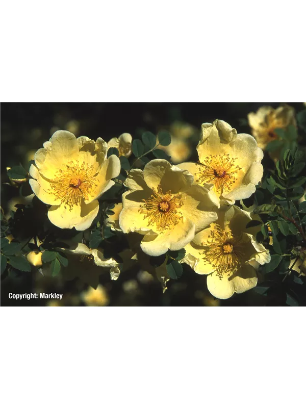 Chinesische Goldrose