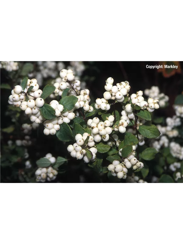 Weiße Schneebeere 'White Hedge'