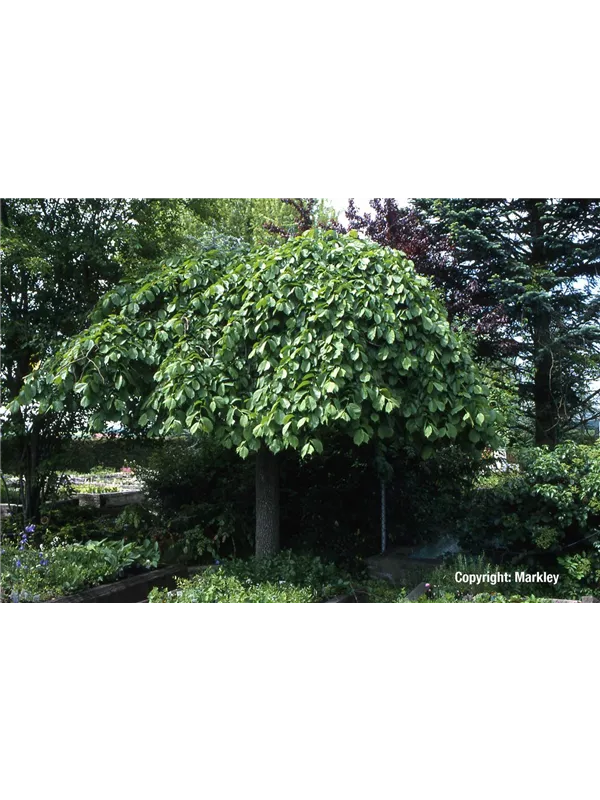 Laubenulme 'Pendula'