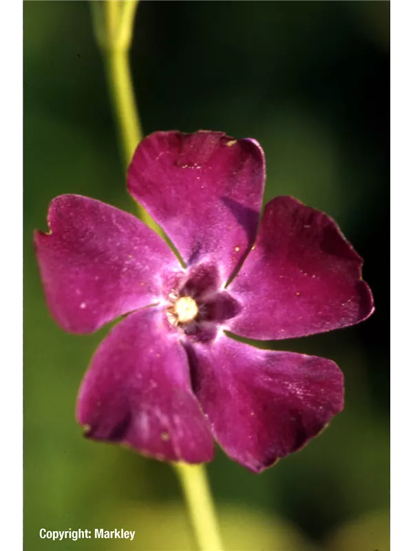 Rotblühendes Immergrün 'Atropurpurea'