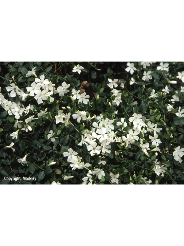 Kleines Immergrün 'Alba'