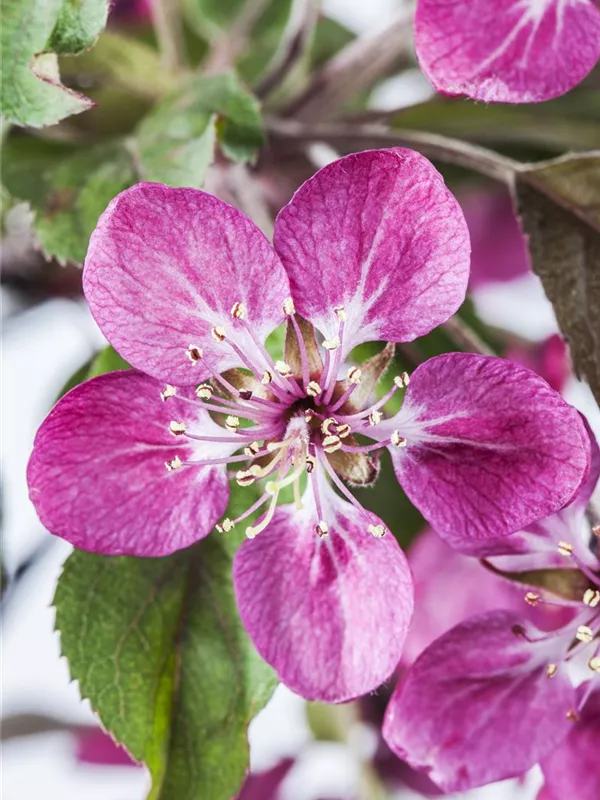 Zierapfel 'Coccinella'®