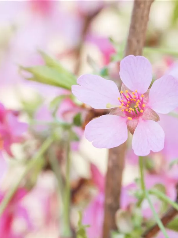 Zierkirsche 'Okame'