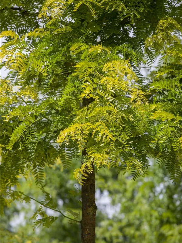 Lederhülsenbaum 'Sunburst'