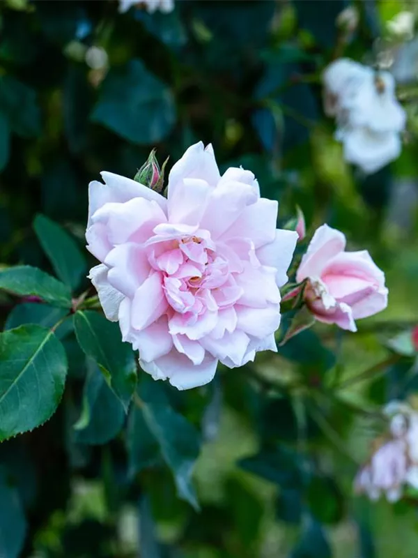 Kletterrose 'Albertine'