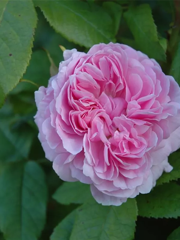 Parkrose 'Jacques Cartier'