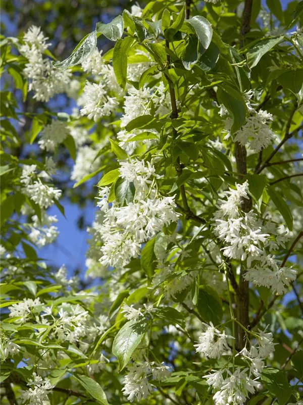 Kolchische Pimpernuss