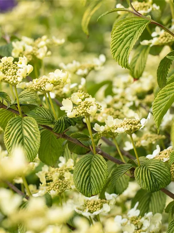 Japanischer Schneeball 'Rowallane'