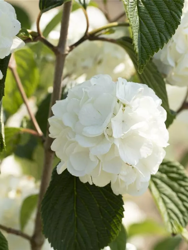 Japanischer Schneeball 'Rotundifolium'