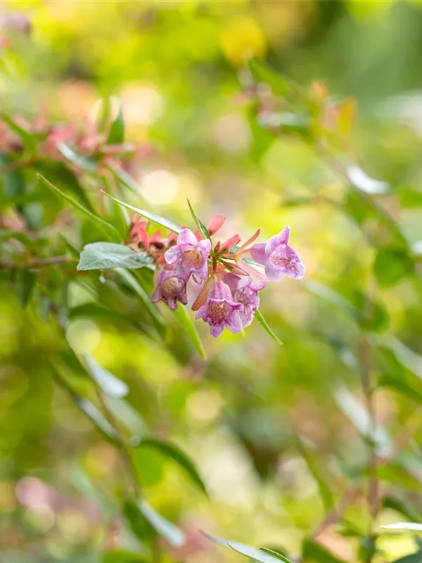 Abelie 'Edward Goucher'