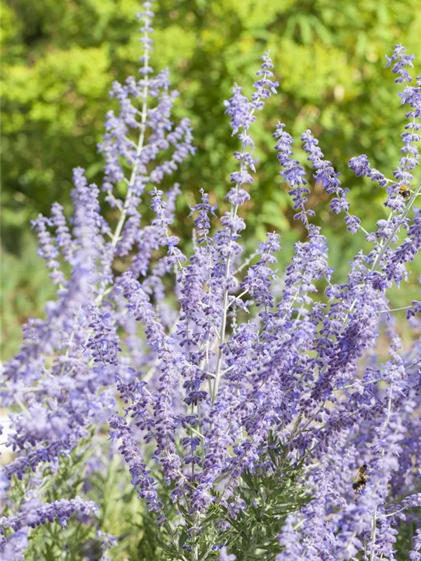 Kleine Blauraute 'Little Spire'®