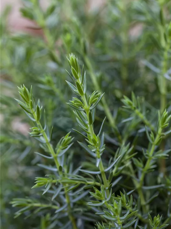 Wildwacholder 'Arnold'