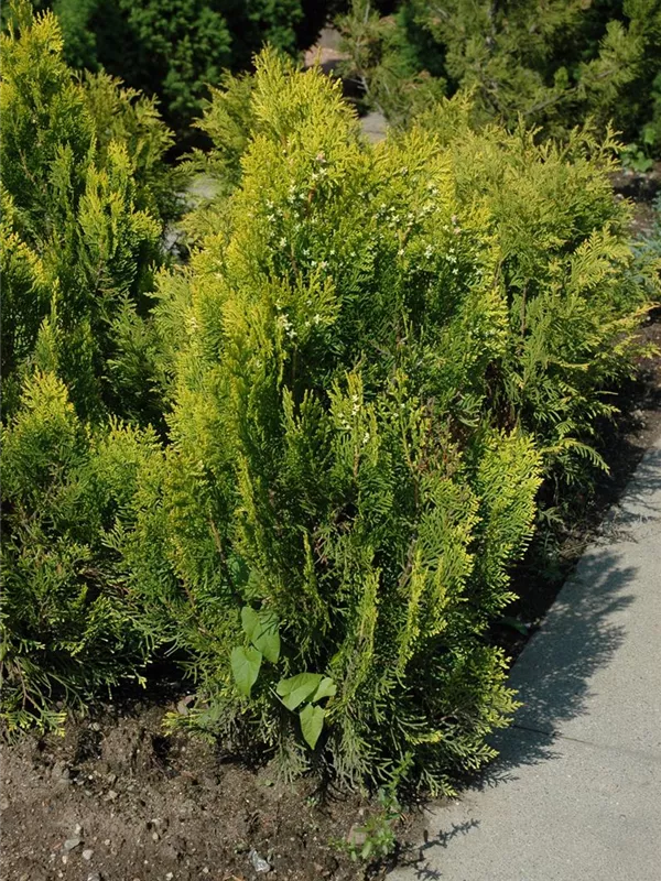 Gelber Zwerg-Lebensbaum 'Aurea Nana'