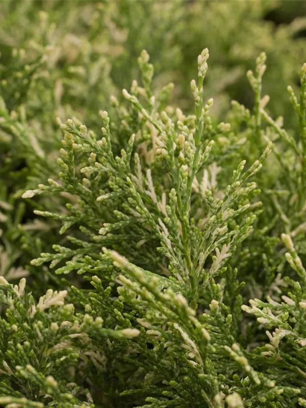 Gartenzypresse 'Pearly Swirls'®