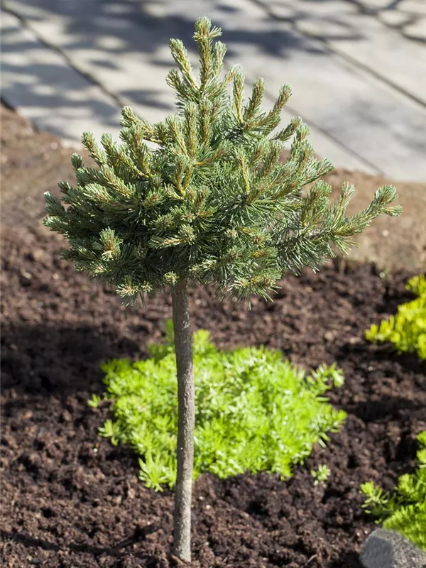 Kugel-Kiefer 'Mini Mops'