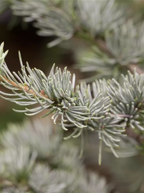 Blaue Atlaszeder 'Glauca'