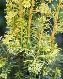 Gelbe Säuleneibe 'Fastigiata Goldstar'