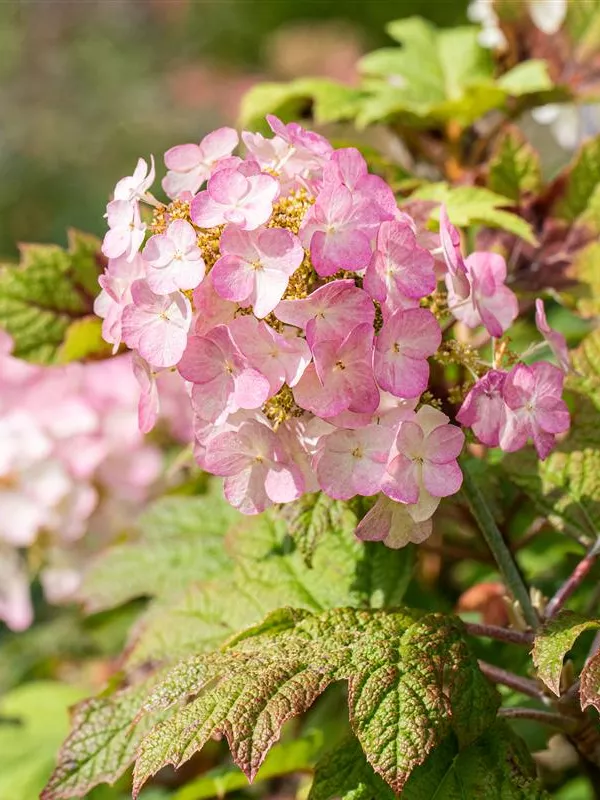 Eichenblättrige Hortensie 'Snow Queen'