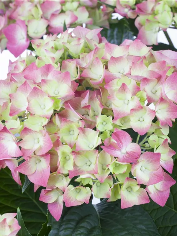 Bauernhortensie 'Leuchtfeuer'