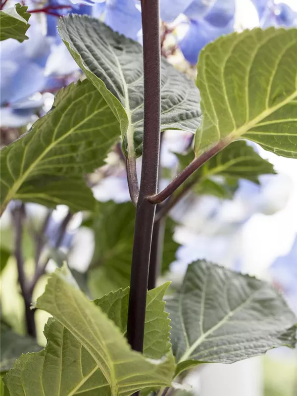 Hortensie 'Black Steel® Zorro'