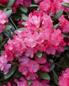 Yaku-Rhododendron 'Karminkissen'®