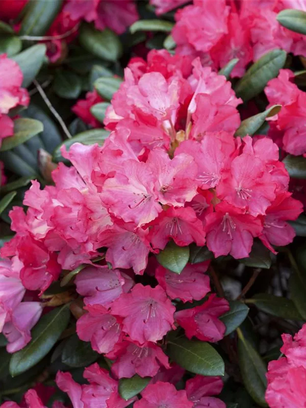 Yaku-Rhododendron 'Karminkissen'®
