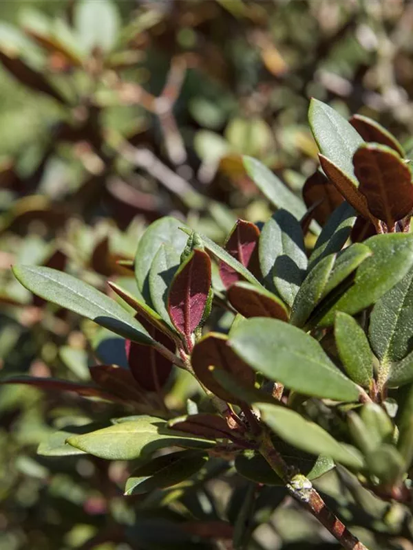 Rhododendron neriiflorum 'Burletta'