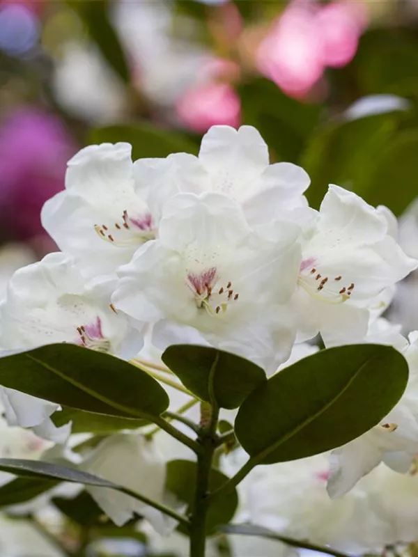 Rhododendron 'Hachmann´s Picobello'®