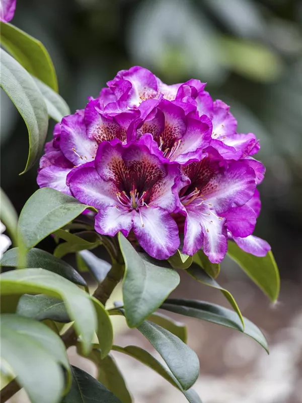 Rhododendron 'Hans Hachmann'®