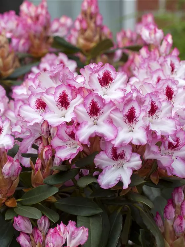 Rhododendron-Hybride 'Hachmann's Charmant'(s)