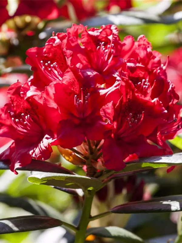 Rhododendron-Hybride 'Karl Naue'