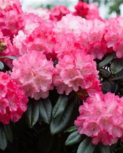 Yaku-Rhododendron 'Fantastica'